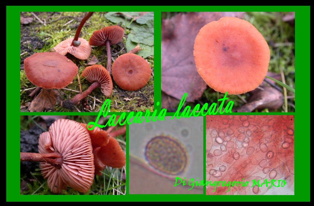 Laccaria laccata?